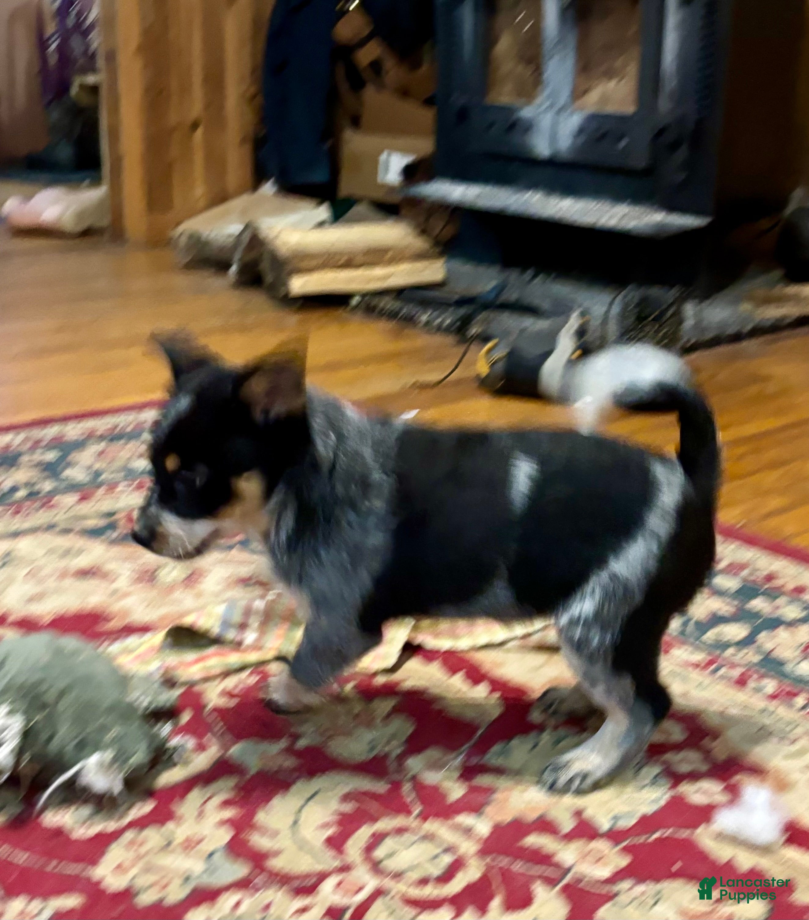 Australian Cattle Dog dogs Jigsaw - Ad 7