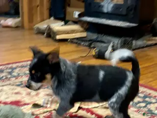 Australian Cattle Dog dogs Jigsaw - Ad 7