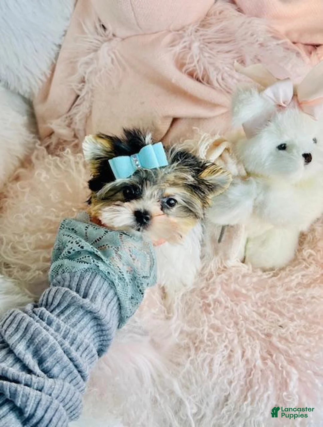 Yorkshire Terrier dogs for sale: Yorkshire Terrier Puppy 1 - Ad 5