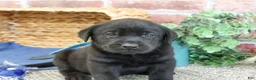 Labrador Retriever dogs for sale: Simon  - Ad 4