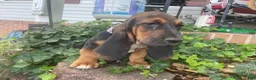 Basset Hound dogs for sale: Boots (light purple collar) - Ad 2