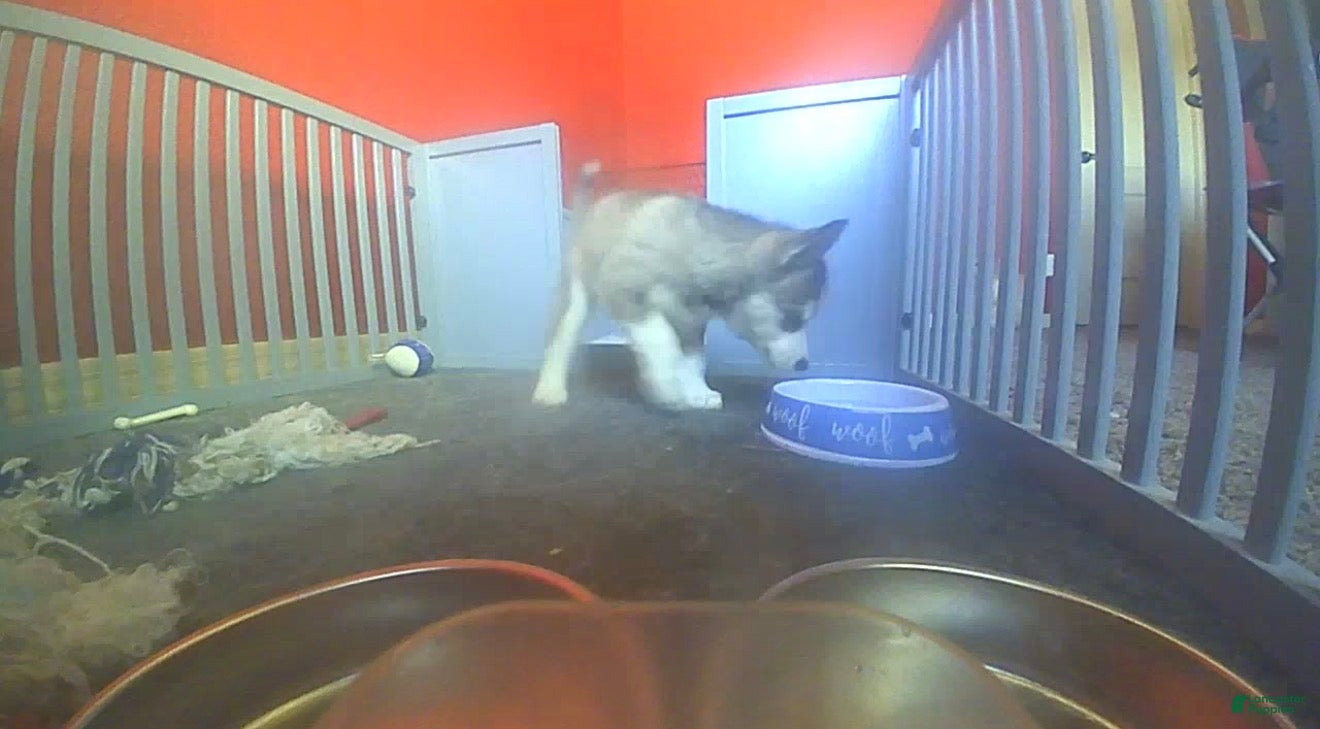 Mixed Breed dogs Siberian Husky Puppy 3 - Ad 6