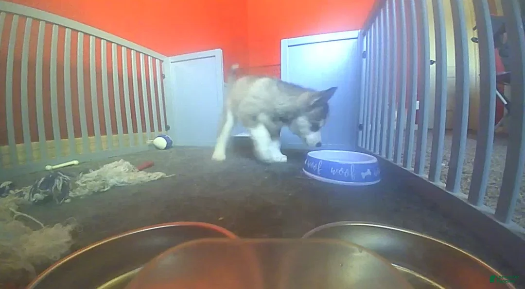 Mixed Breed dogs for sale: Siberian Husky Puppy 3 - Ad 1