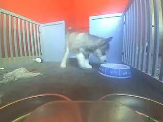 Mixed Breed dogs Siberian Husky Puppy 3 - Ad 6