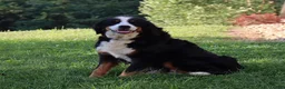 Bernese Mountain Dog dogs for sale: Molly - Ad 10