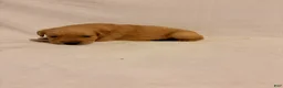 Golden Retriever dogs for sale: Golden Retriever 6 - Ad 4