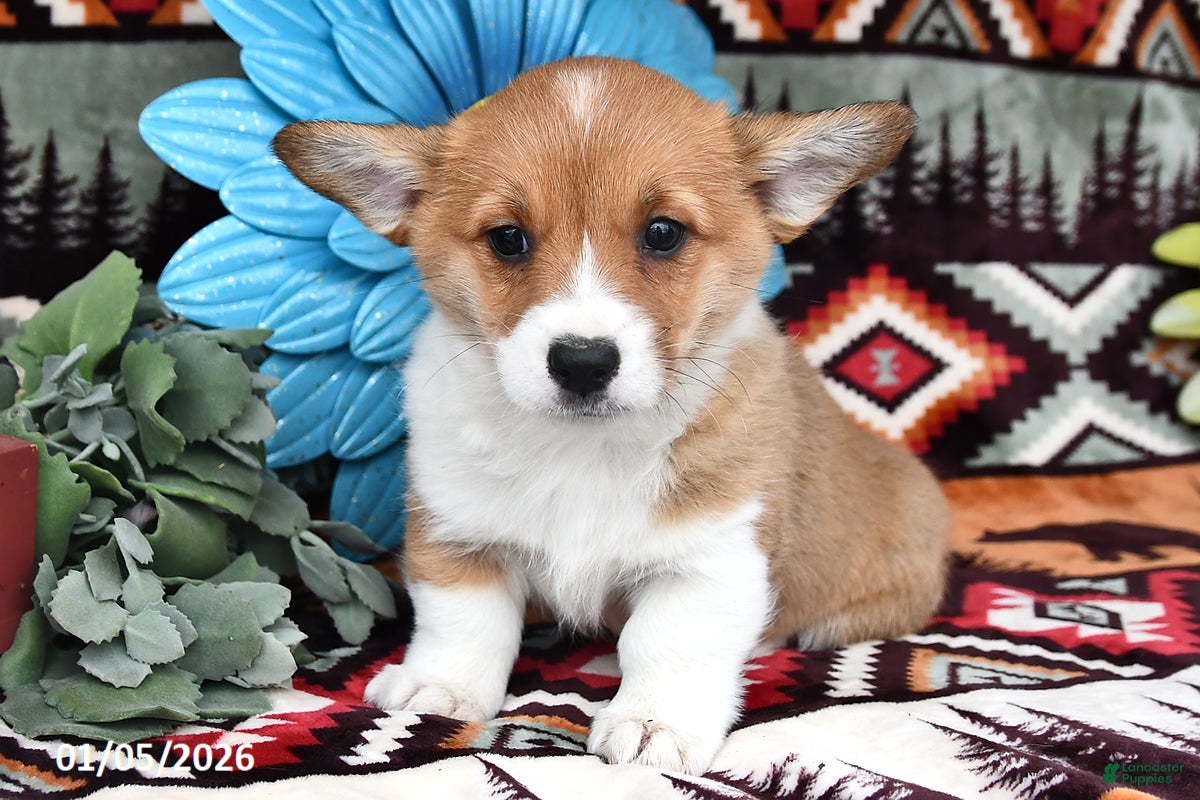 Welsh Corgi Pembroke dogs Honey Bear - Ad 34