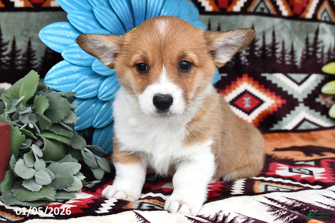 Welsh Corgi Pembroke dogs for sale: Honey Bear - Ad 1