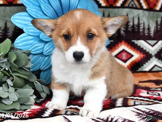 Welsh Corgi Pembroke dogs Honey Bear - Ad 32