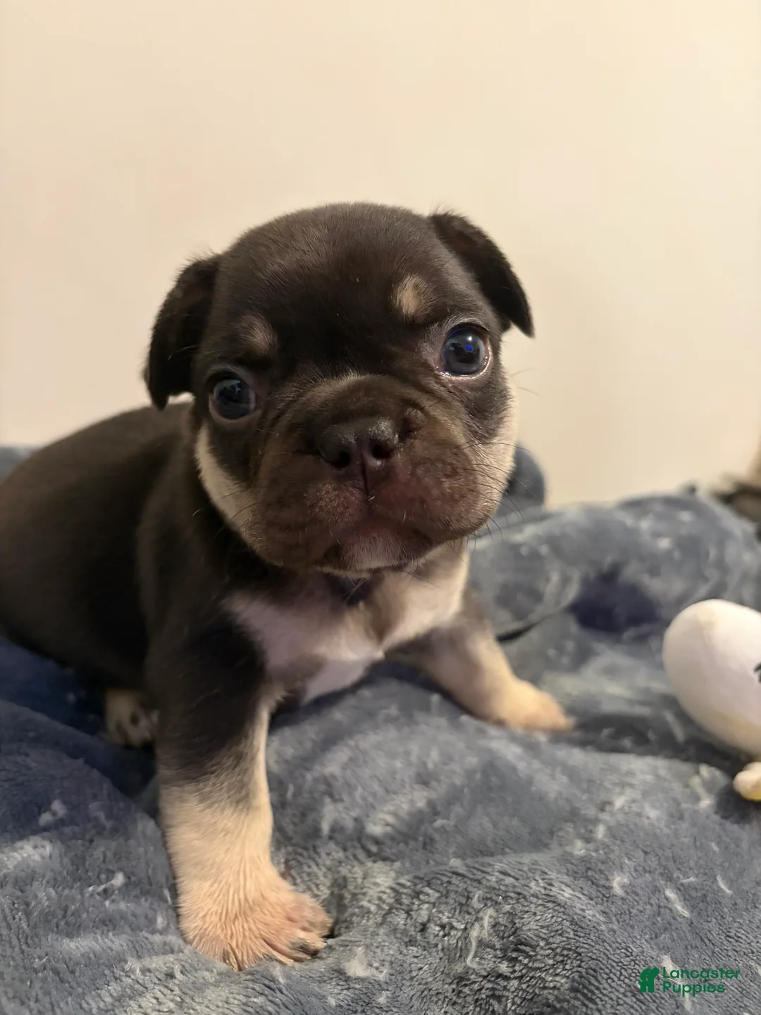 French Bulldog dogs for sale: French Bulldog (green collar) - Ad 2