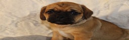 Puggle dogs for sale: Ama - Ad 1