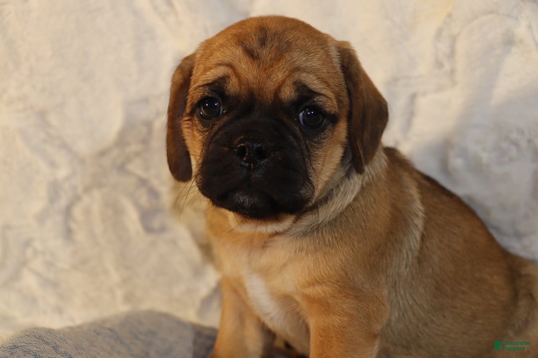 Puggle dogs for sale: Ama - Ad 1
