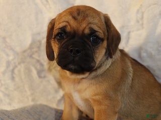 Puggle dogs Ama - Ad 20