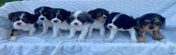 Cavalier King Charles Spaniel dogs for sale: Ginny- genetic clear - Ad 5