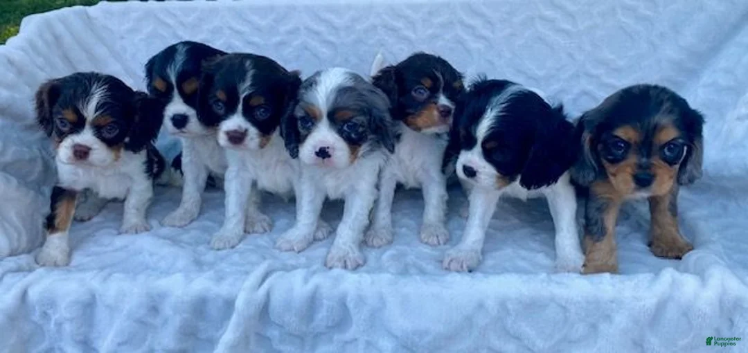Cavalier King Charles Spaniel dogs for sale: Ginny- genetic clear - Ad 5