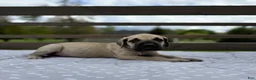 Great Dane dogs for sale: Manicotti (Blue) - Ad 2