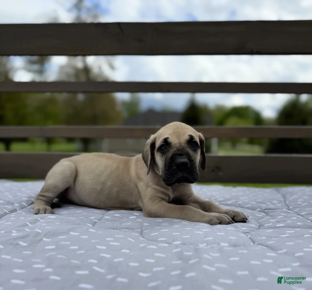 Great Dane dogs for sale: Manicotti (Blue) - Ad 2