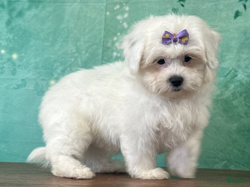 Mixed Breed dogs Sugar - Ad 1
