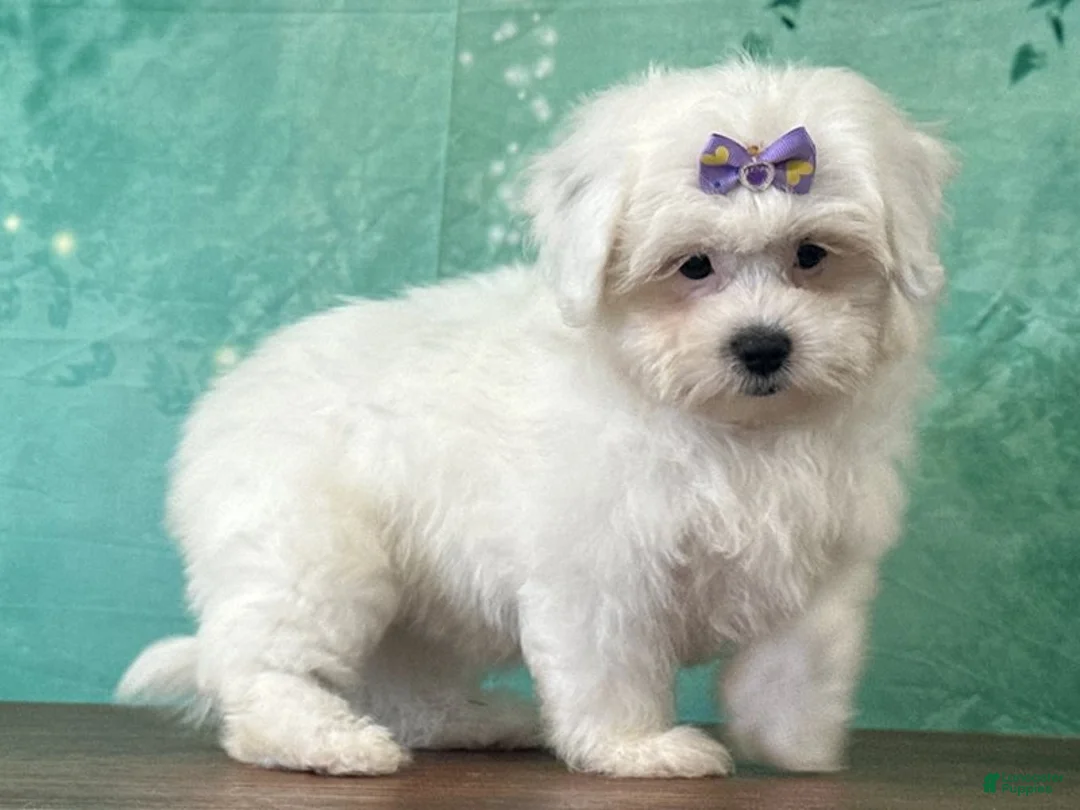 Mixed Breed dogs for sale: Sugar - Ad 1