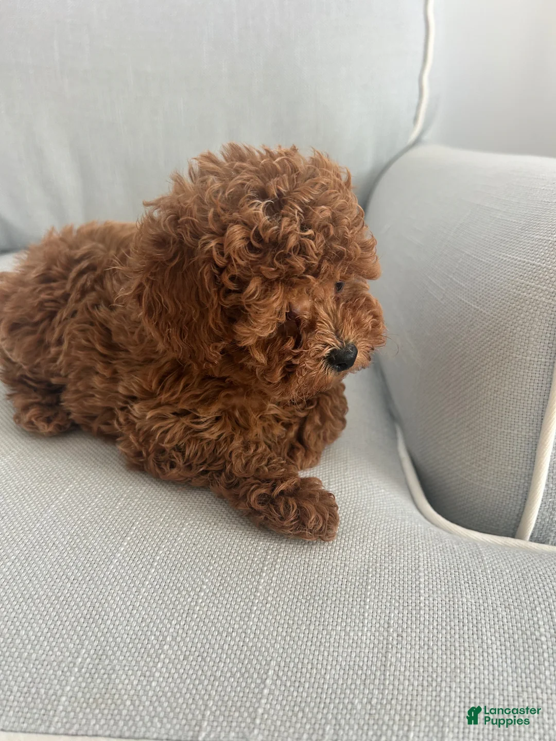 Maltipoo dogs for sale: Finn - Ad 3
