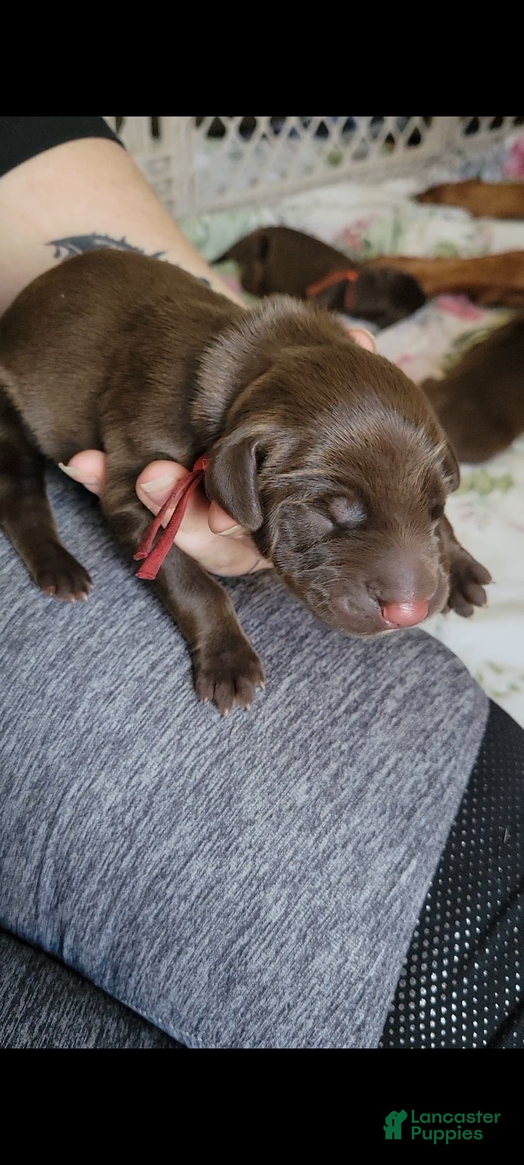 Doberman Pinscher dogs Doberman Pinscher Puppy 1 - Ad 1