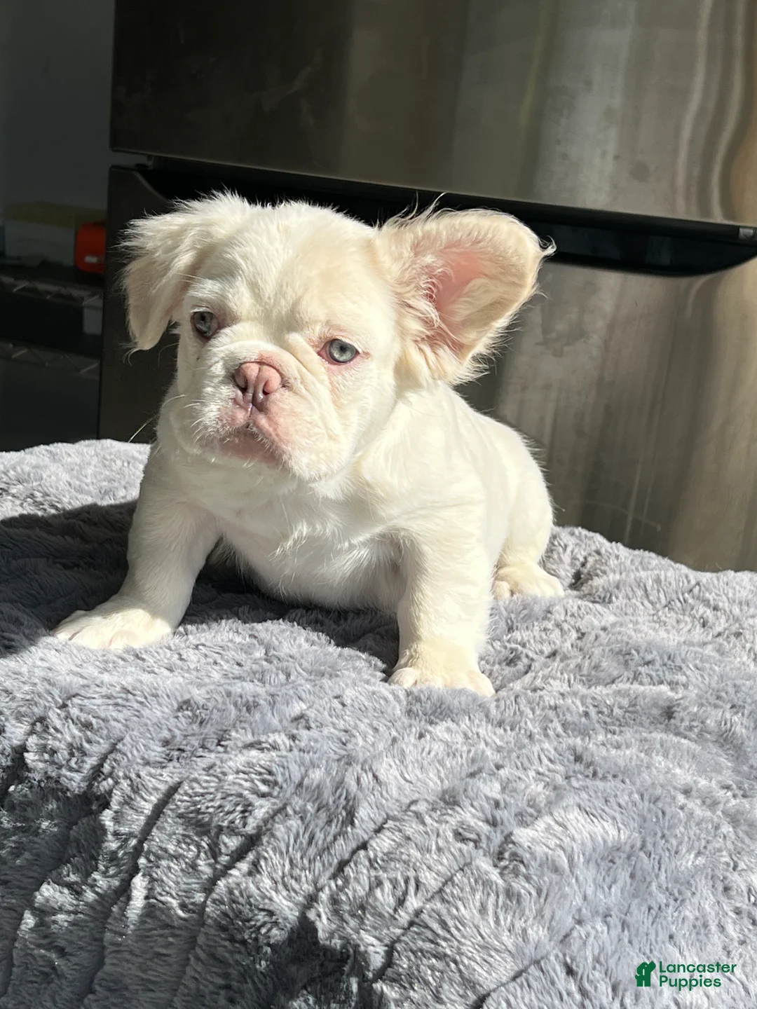 French Bulldog dogs for sale: Bernie MacK - Ad 1