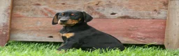 Doberman Pinscher dogs for sale:  Delta (Black Rust) 🖤🐾 - Ad 12