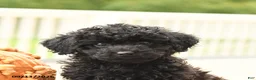 Miniature Poodle dogs for sale: Pepper - Ad 5
