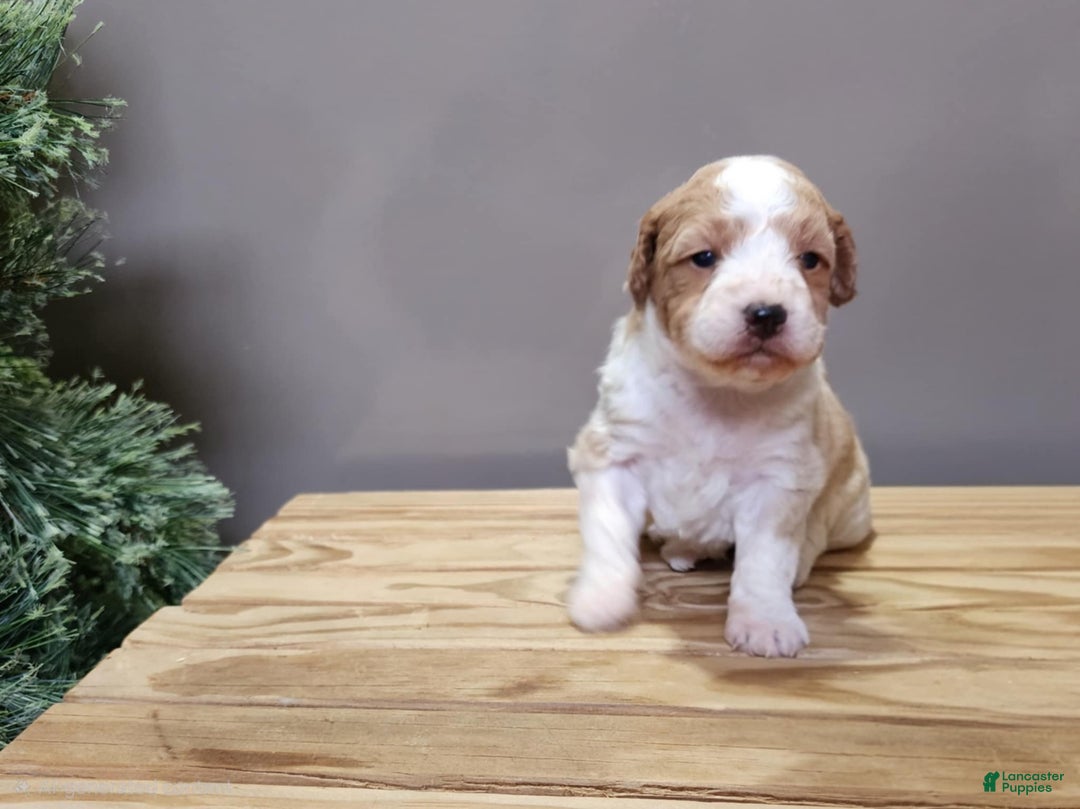 Mini Goldendoodle dogs for sale: Houston - Ad 21
