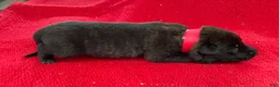 Mixed Breed dogs for sale: Female Puppy 2 - Ad 4
