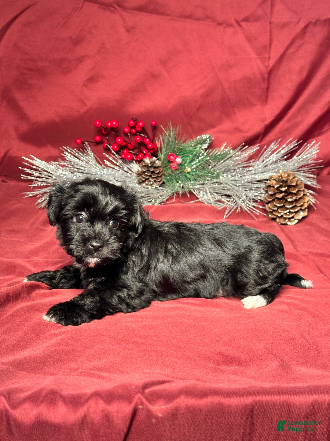 Yochon dogs for sale: Sophia - Ad 4