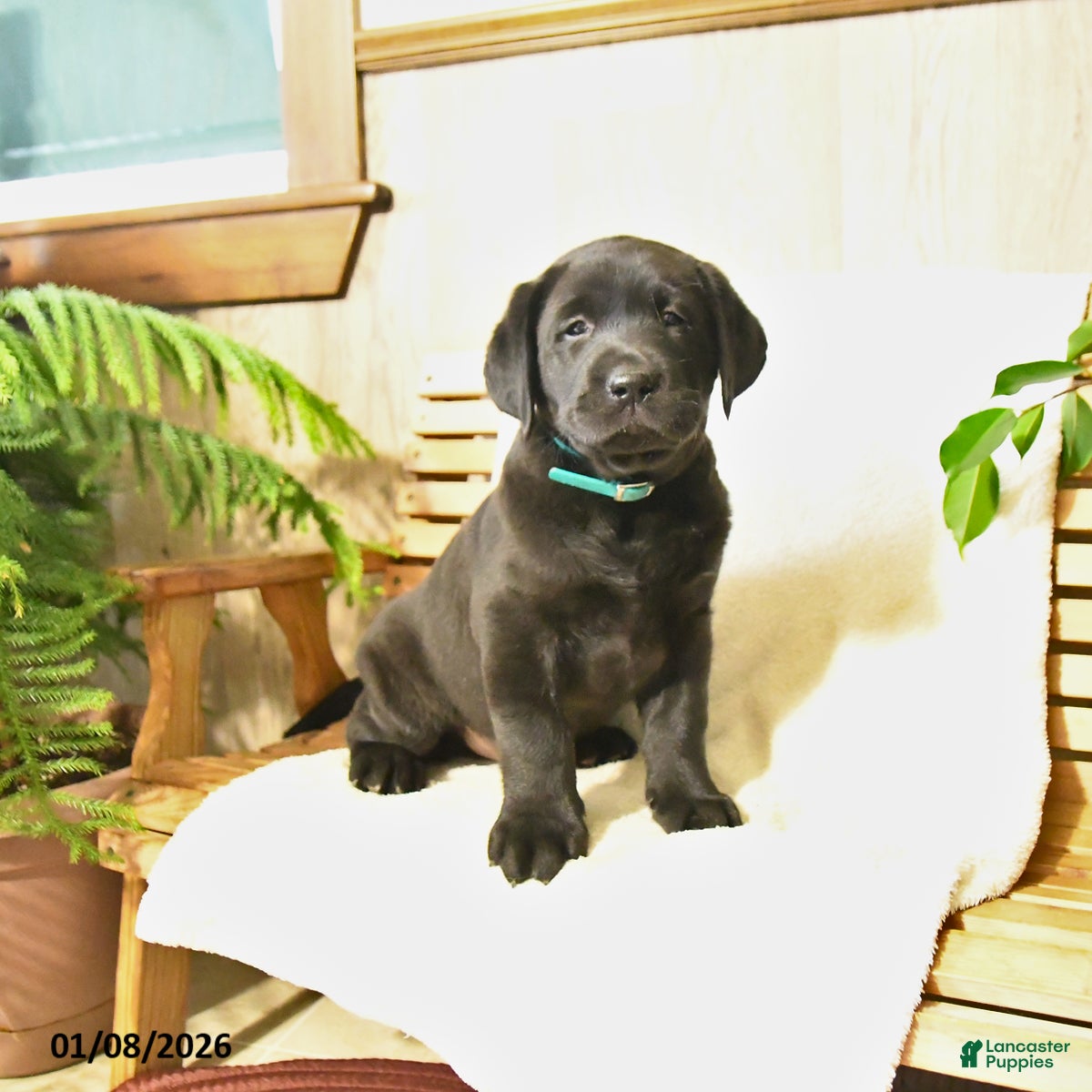 Labrador Retriever dogs Luke  - Ad 10