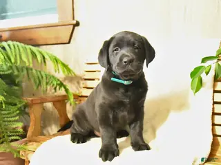 Labrador Retriever dogs Luke - Ad 10