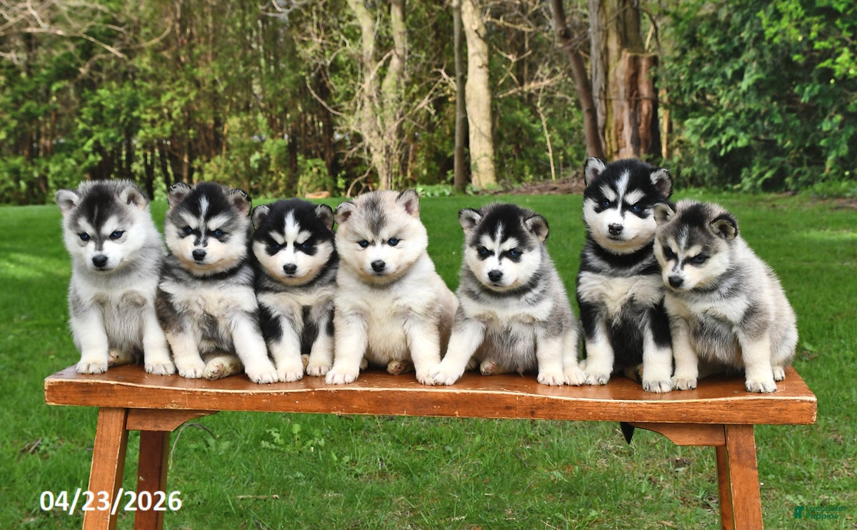 Pomsky dogs Rocket - Ad 2