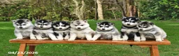 Pomsky dogs for sale: Rocket - Ad 3