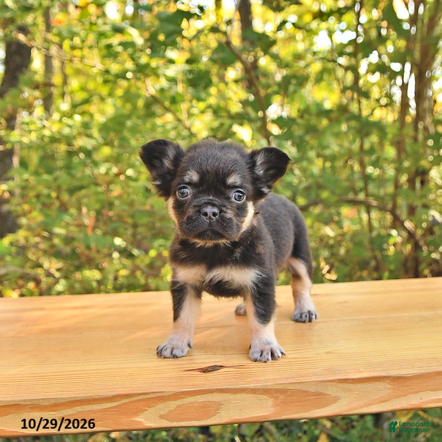 French Bulldog dogs for sale: Ava  - Ad 1