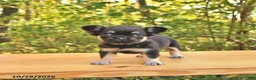 French Bulldog dogs for sale: Ava  - Ad 1