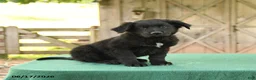 Mixed Breed dogs for sale: Shawn  - Ad 5