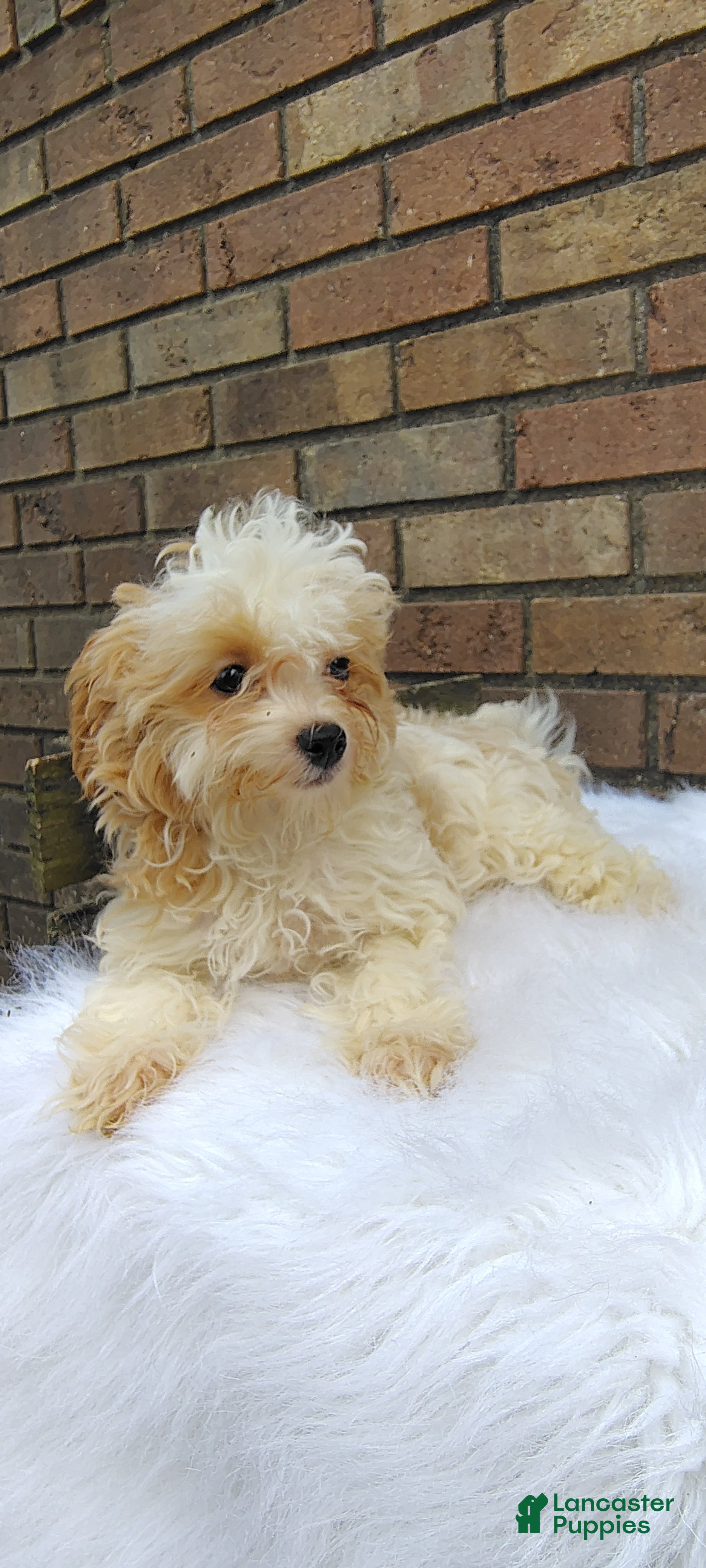 Maltipoo dogs Pancake - Ad 2