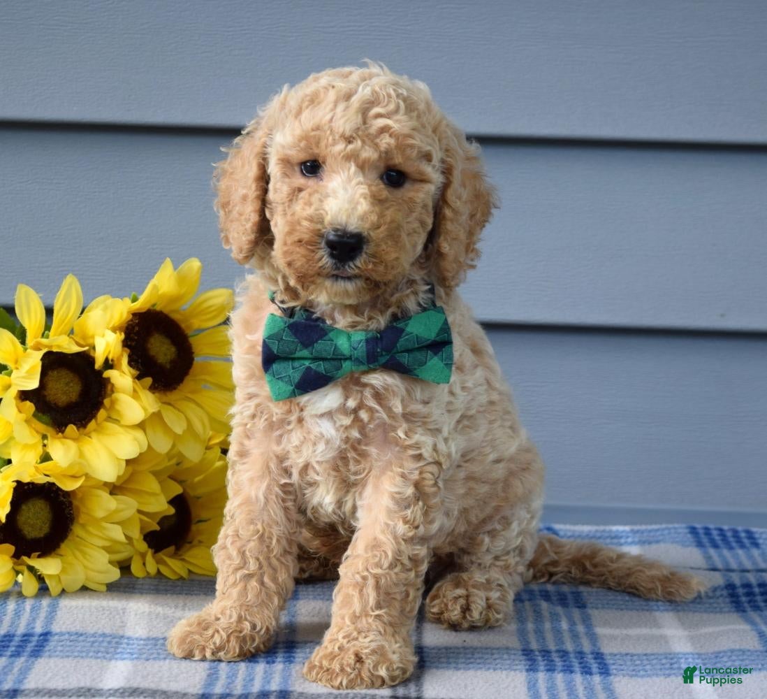 Goldendoodle dogs Henry  - Ad 1