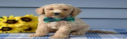 Goldendoodle dogs for sale: Henry  - Ad 1