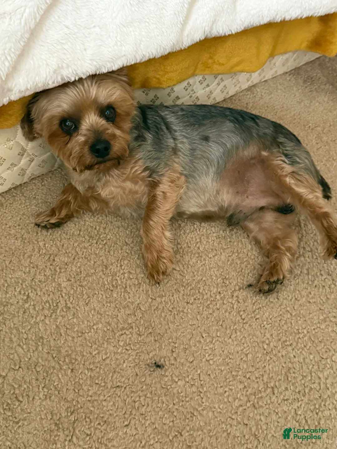 Yorkshire Terrier dogs for sale: Loowey - Ad 4