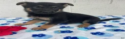 German Shepherd dogs for sale: Piper - Ad 3