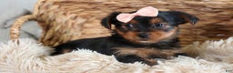 Yorkshire Terrier dogs for sale: COCO - Ad 7