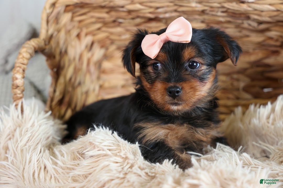 Yorkshire Terrier dogs for sale: COCO - Ad 7