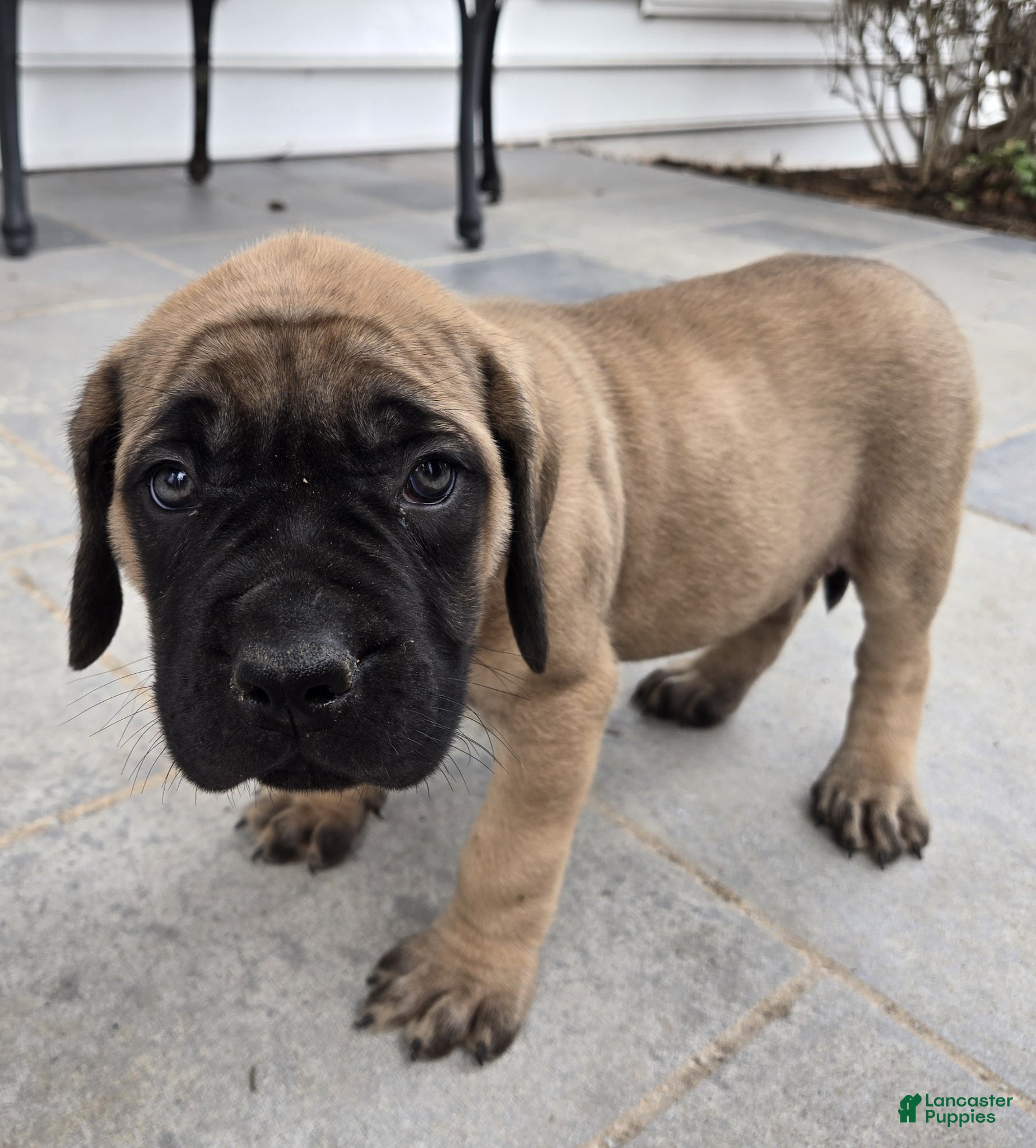 English Mastiff dogs Finley - Ad 14