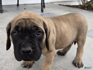 English Mastiff dogs Finley - Ad 14