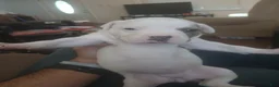 American Bulldog dogs for sale: Dot - Ad 13