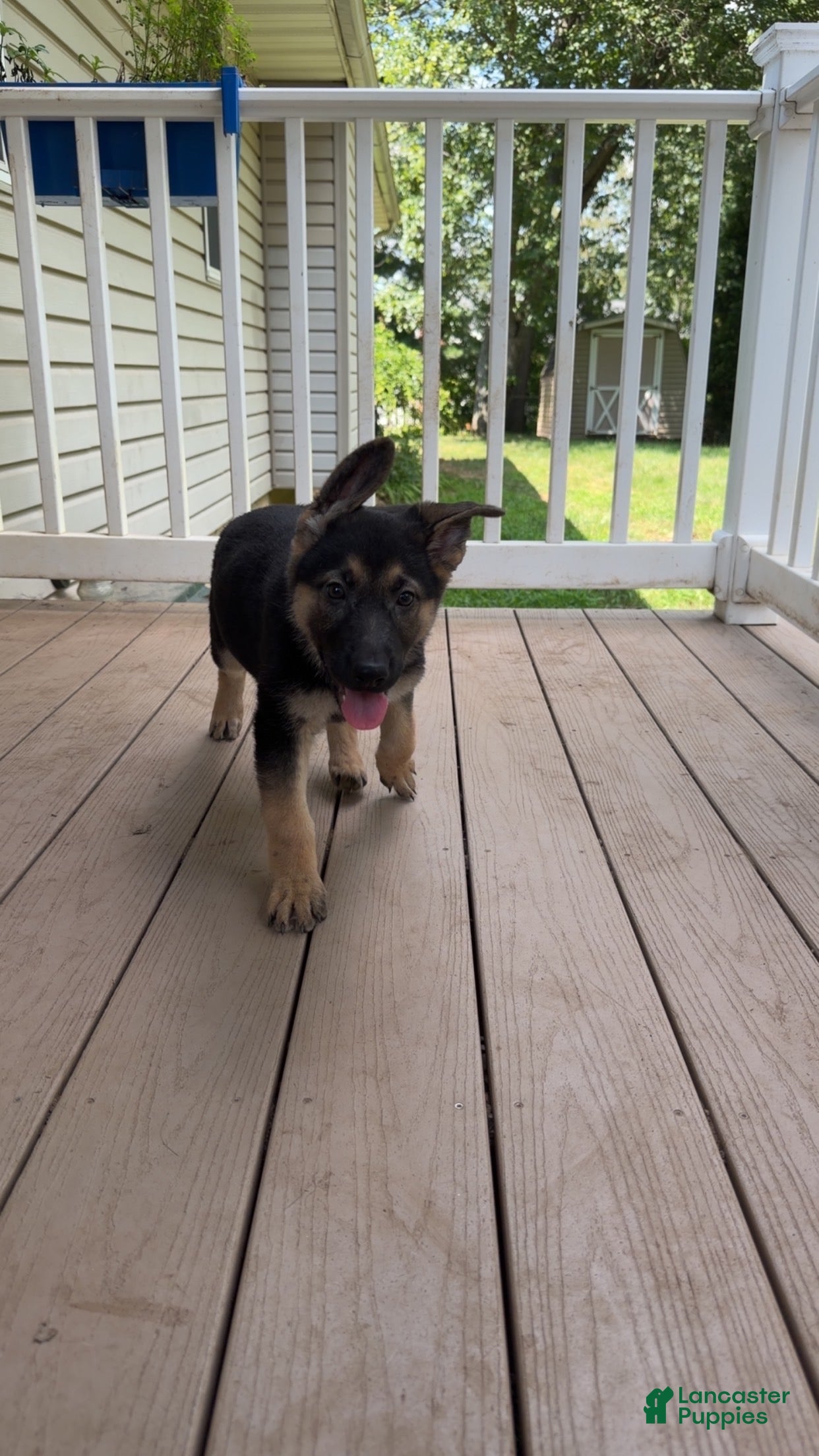 German Shepherd dogs Daisy - Ad 2