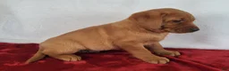 Labrador Retriever dogs for sale: Jasper - Ad 3
